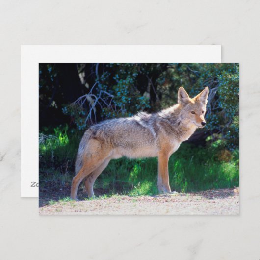 Coyote steht an einer Straße Postkarte (Vorne/Hinten)