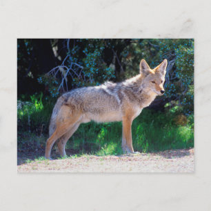 Coyote steht an einer Straße Postkarte