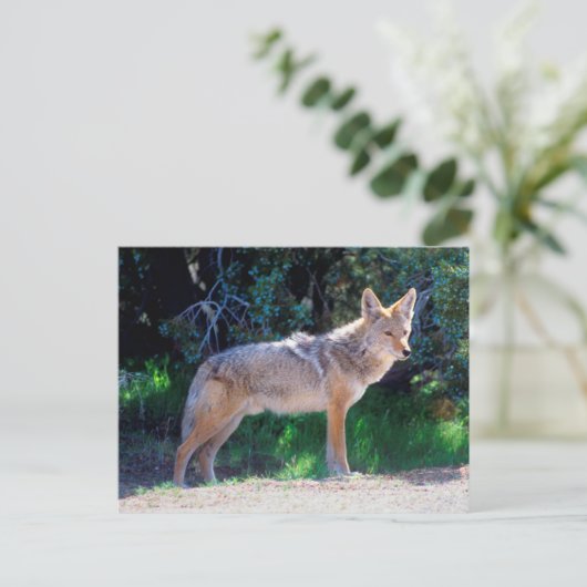 Coyote steht an einer Straße Postkarte (Stehend Vorderseite)