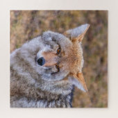 Coyote Wild Dog Puzzle (Horizontal)