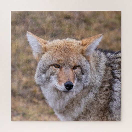 Coyote Wild Dog Puzzle (Vertikal)