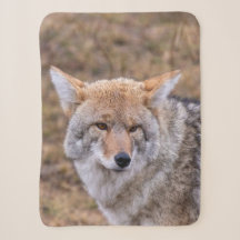 Coyote Wild Dog Wolf