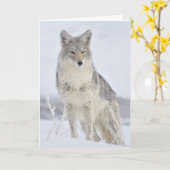 Coyote - Wildlife Fotografy von Steven Holt Karte (Gelbe Blume)