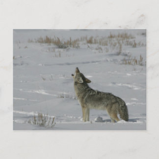 Coyote Wildlife Series # 6 Postkarte