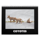 Coyotes Calendar Kalender (Titelbild)