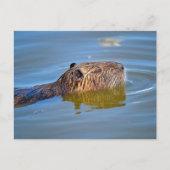 Coypu schließen Schwimmen im Teich Postkarte (Vorderseite)
