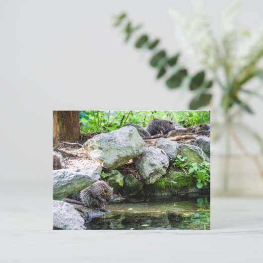 Coypus Postkarte (Stehend Vorderseite)