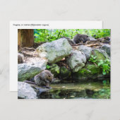 Coypus Postkarte (Vorne/Hinten)