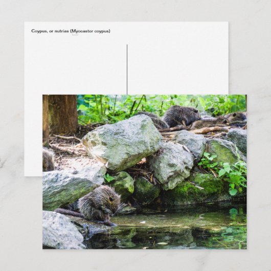 Coypus Postkarte (Vorne/Hinten)