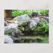 Coypus Postkarte (Vorderseite)