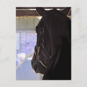 Cozmic One in Historic Saratoga Postkarte