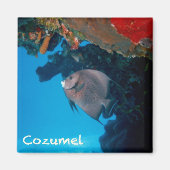 Cozumel Angelfish Magnet (Vorne)