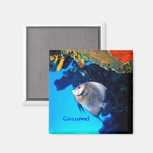Cozumel Angelfish Magnet (Vorderseite/Rückseite)