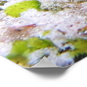 Cozumel Arrow Crab Poster (Ecke)