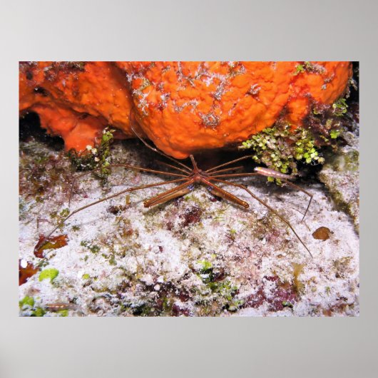 Cozumel Arrow Crab Poster (Vorne)