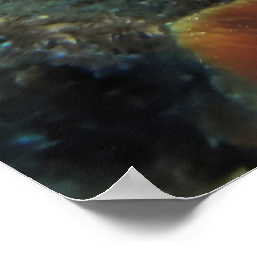 Cozumel Graysby Poster (Ecke)