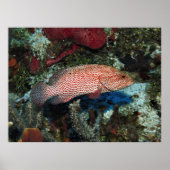 Cozumel Graysby Poster (Vorne)