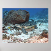 Cozumel Green Turtle Poster (Vorne)