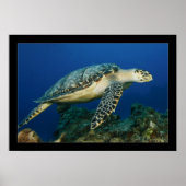 Cozumel - Hawksbill #005 Poster (Vorne)