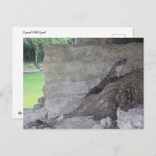 Cozumel Lizard Postkarte (Vorne/Hinten)