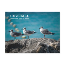 Cozumel Mexico Möwen auf Felsen