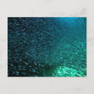 Cozumel Mexico Postkarte