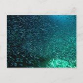 Cozumel Mexico Postkarte (Vorderseite)