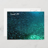 Cozumel Mexico Postkarte (Vorne/Hinten)