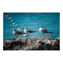 Cozumel Mexiko Möwen auf Felsen