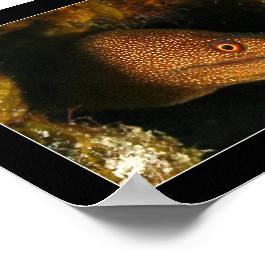 Cozumel - Moray Eel Poster (Ecke)