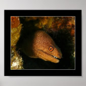 Cozumel - Moray Eel Poster (Vorne)