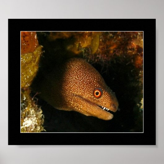 Cozumel - Moray Eel Poster (Vorne)