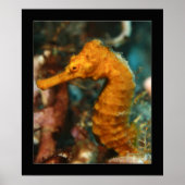 Cozumel - Orange Seepferd#2 Poster (Vorne)