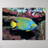 Cozumel Queen Angelfish Poster (Vorne)