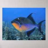 Cozumel Queen Triggerfish Poster (Vorne)