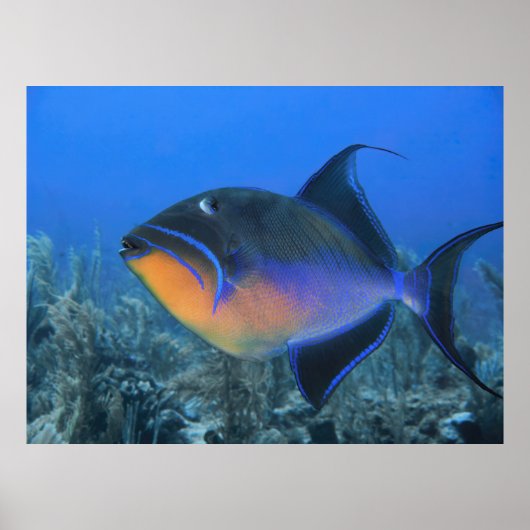 Cozumel Queen Triggerfish Poster (Vorne)