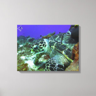 Cozumel-Schildkröte #3 Leinwanddruck