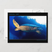 Cozumel - Schildkröte Postkarte (Vorne/Hinten)