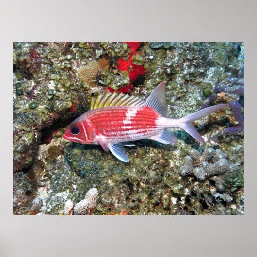 Cozumel Squirrelfish II Poster (Vorne)