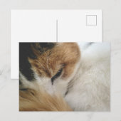 Cozy Calico Cat Postcard Feiertagspostkarte (Vorne/Hinten)