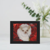 Cozy Chihuahua Postcard Postkarte (Stehend Vorderseite)
