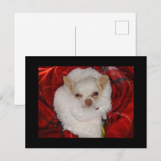 Cozy Chihuahua Postcard Postkarte (Vorne/Hinten)