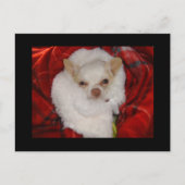 Cozy Chihuahua Postcard Postkarte (Vorderseite)