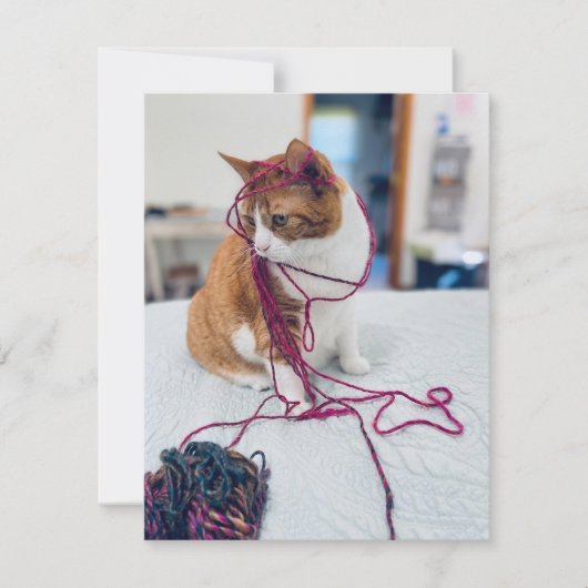 Cozy Orange Tabby Note Cards for Cat Lovers Mitteilungskarte (Vorderseite)