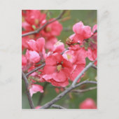 Crab Apple Bllossoms Postkarte (Vorderseite)