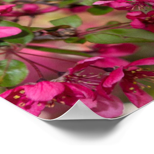 Crab Apple Blooms Poster (Ecke)