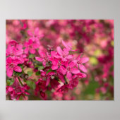 Crab Apple Blooms Poster (Vorne)