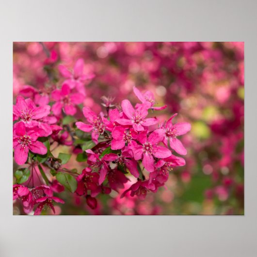 Crab Apple Blooms Poster (Vorne)