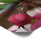 Crab Apple Blossoms Poster (Ecke)