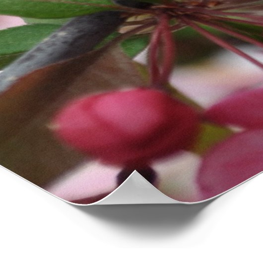 Crab Apple Blossoms Poster (Ecke)